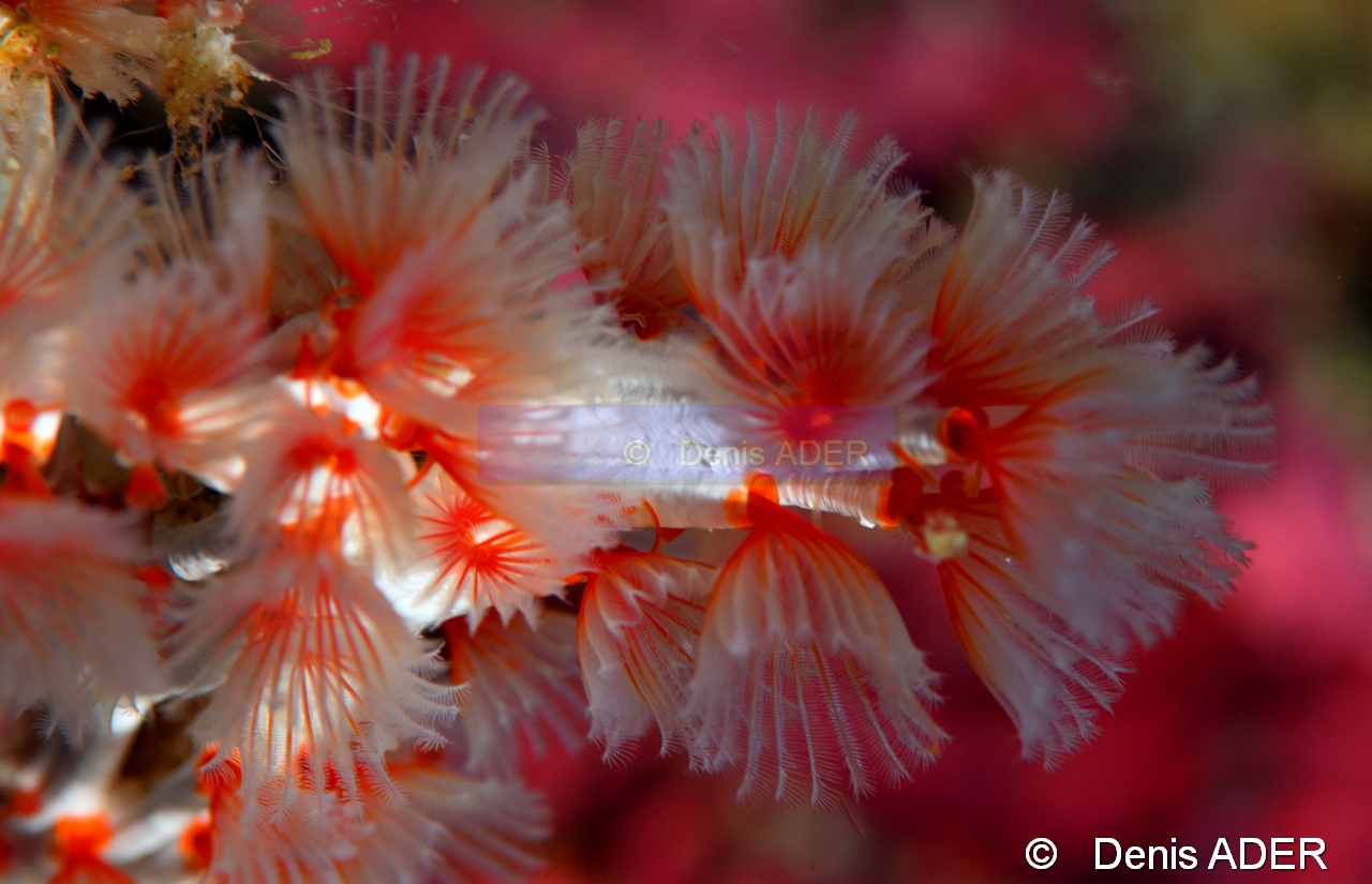 Filogranella elatensis Salmacine rouge-Wakatobi Binongky Binmo-20m-20180527-Denis-ADER-DSC_1257_tn.jpg